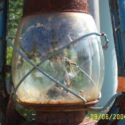 Avatar for Termite Inspections  Termite Control Pest Control