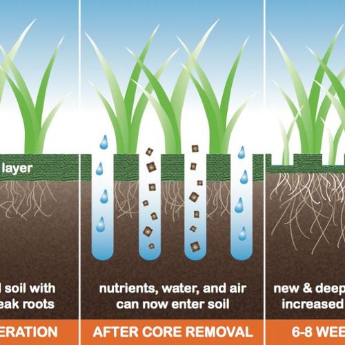 Core Aeration in the Spring or Fall