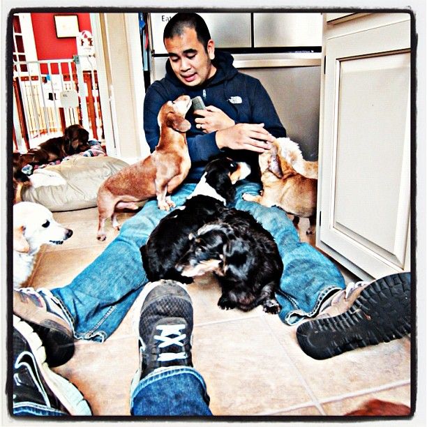 Christian at the dachshund rescue