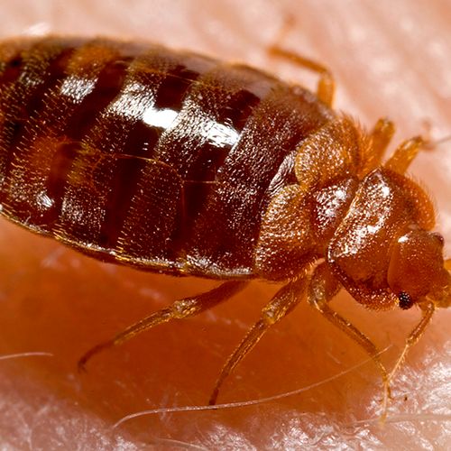 Adult bed bug, full of blood.