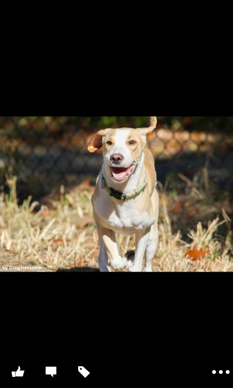 Rescue dog Trin, who was initially scared of every