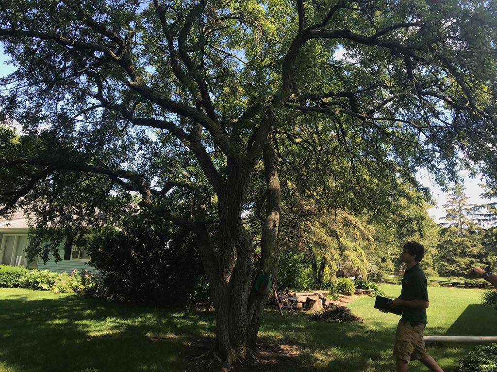 Free estimates, taking a look and assessing this t