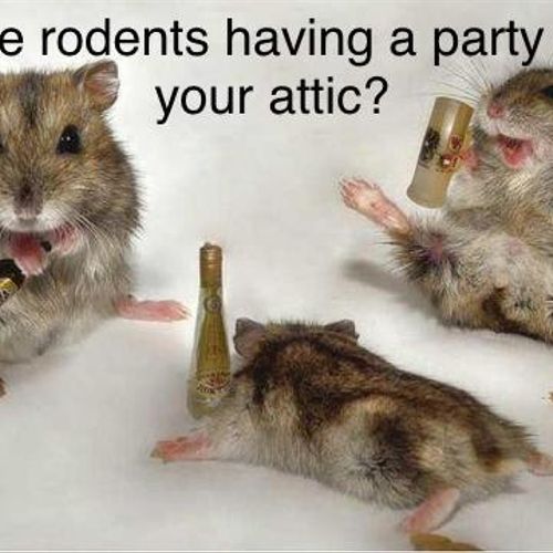 •Rodents