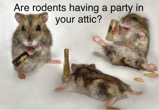 •Rodents