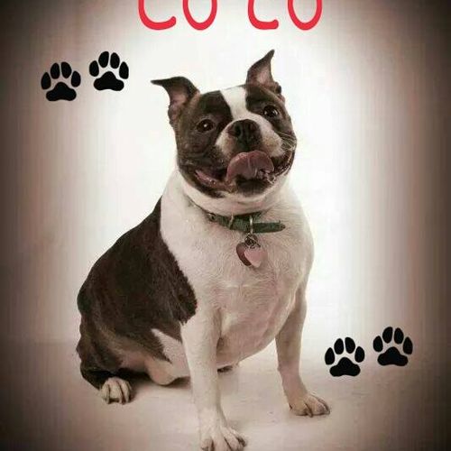Co co Furever Love and Care member