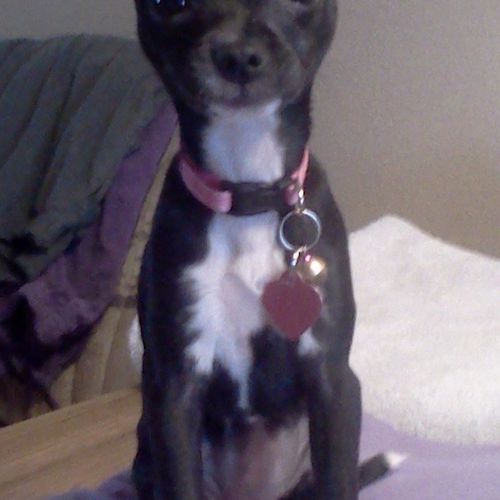 Penelope - Chihuahua * almost 2yrs old - rescue an