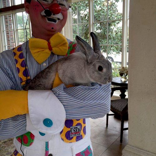 Thumper the Magic bunny