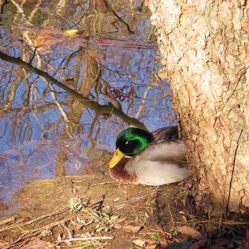 A Mallard duck sleeping by creek at Glenn Hilton J