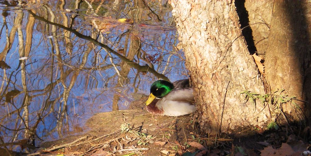 A Mallard duck sleeping by creek at Glenn Hilton J