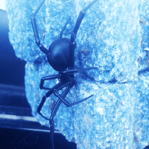 Black Widow Spider, Virginia