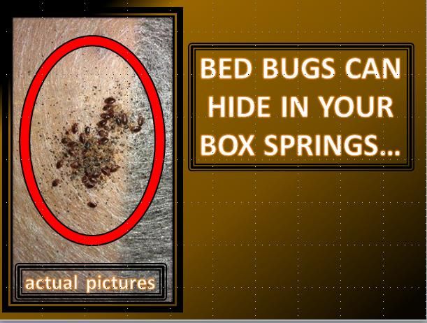 DON'T LIVE WITH PEST WHO ARE NOT PAYING YOU RENT