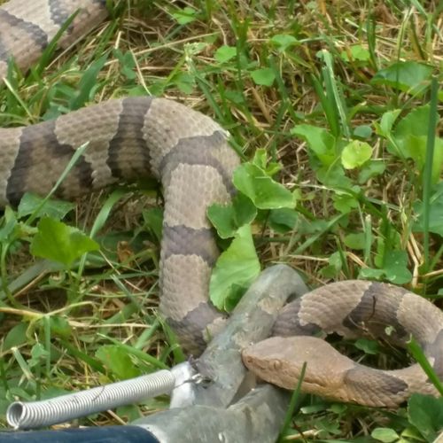Copperhead Snake Removal