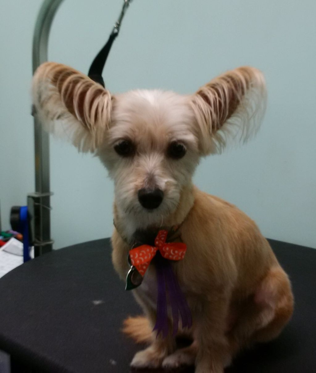 Ha, Ha, Ha! You know you love my ears!