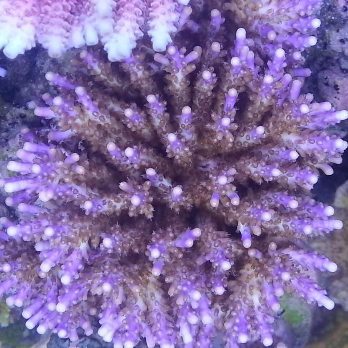 Moore Aquarium Services, LLC