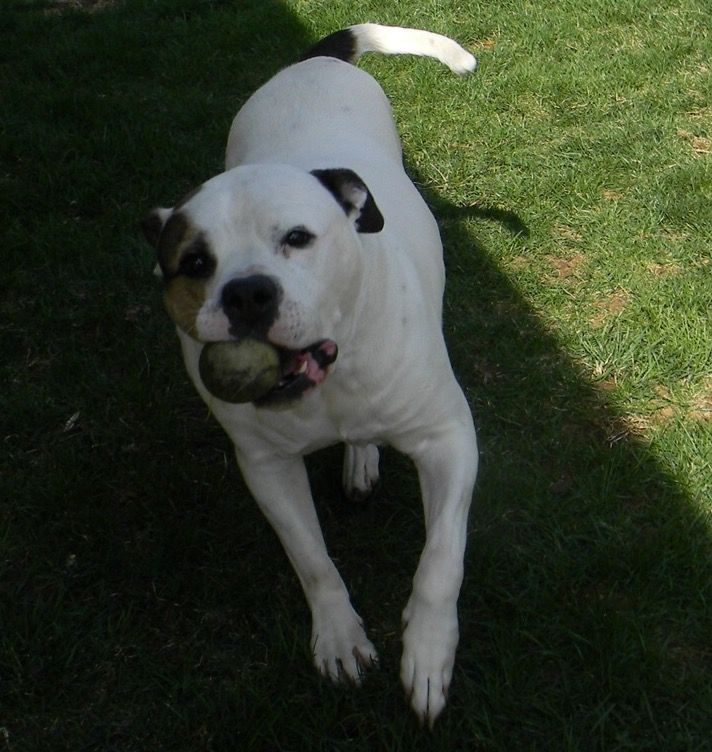 My own dog, Jake.  American Bulldog