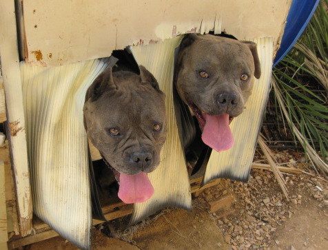 Here's Stax and Fero. I get to walk them 3 times a