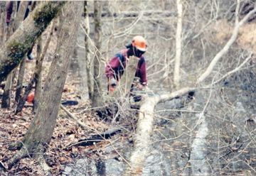 Clearing fallen trees out of the river.