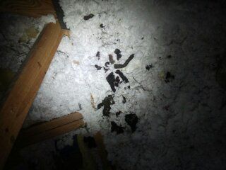 animal feces in insulation.