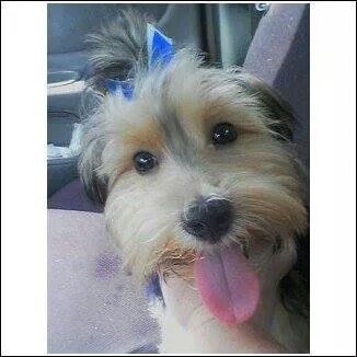 Champ a member of Furever Love And Care