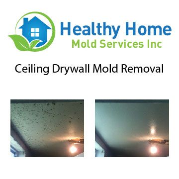 Nondestructive Ceiling Drywall Mold Removal