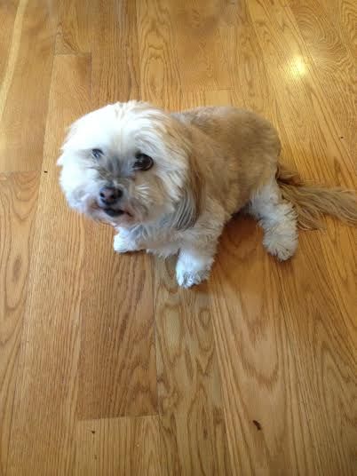 Brodie right after a haircut :D