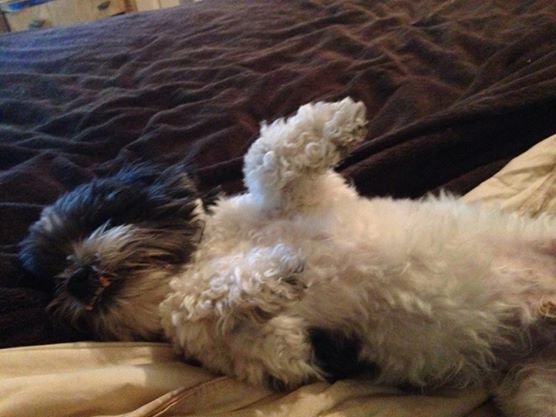 Eddie lounging on my bed