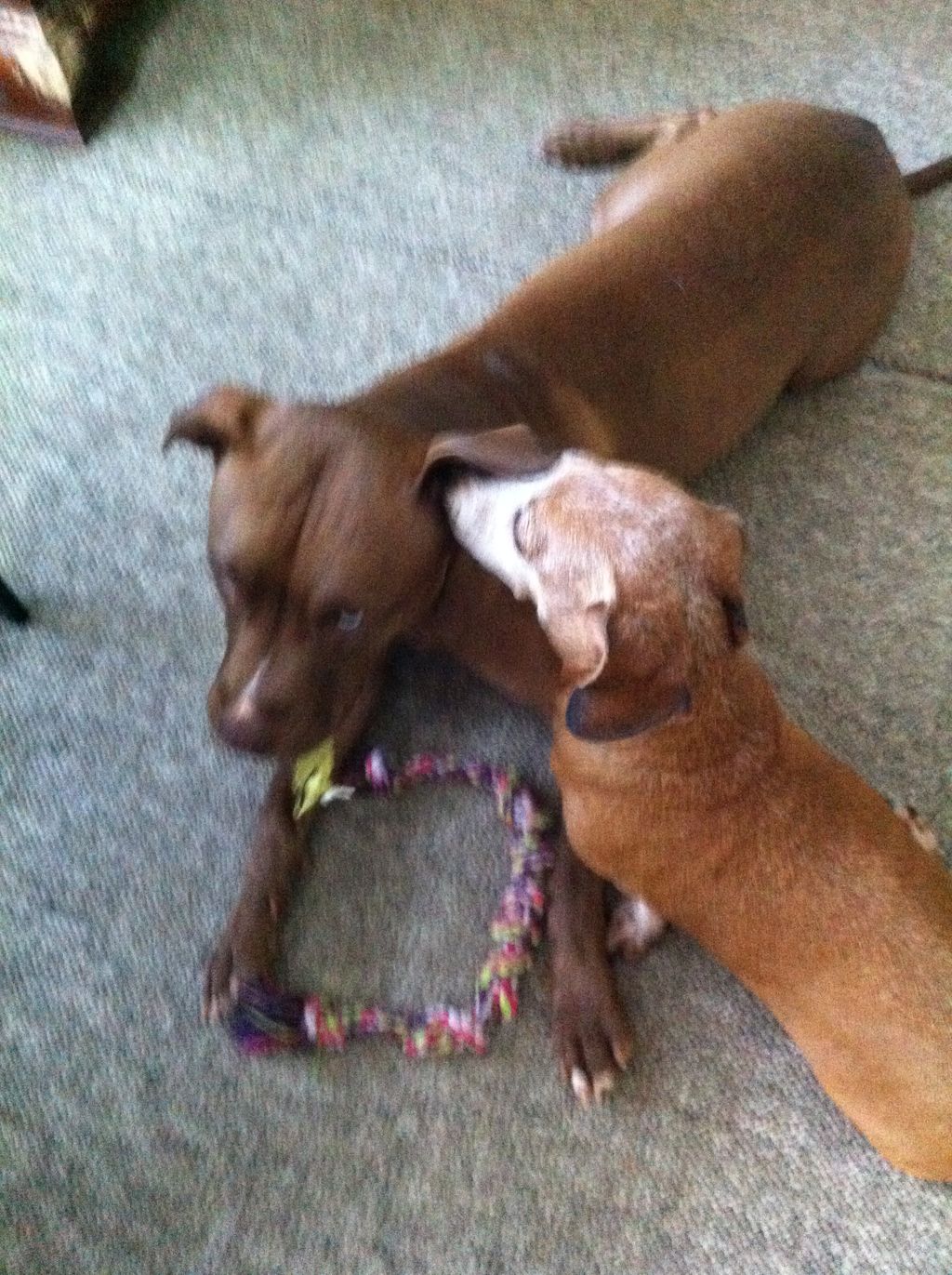 Spread the word.... Maria is the best sitter/walke