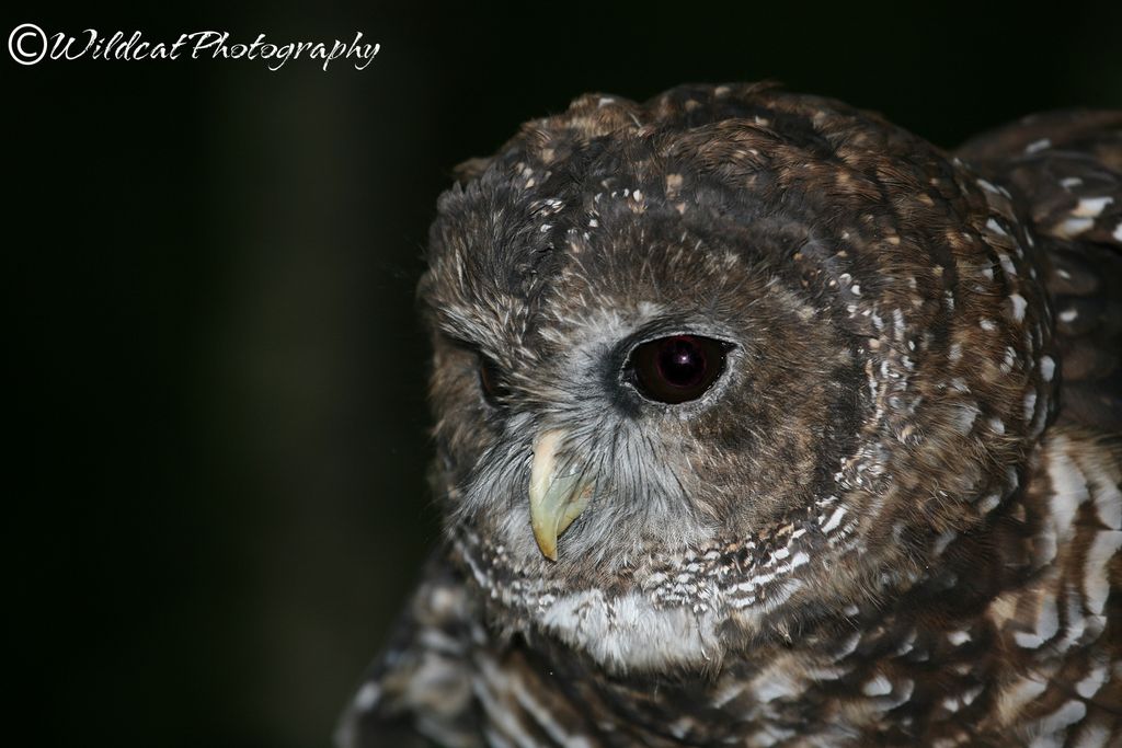 Spotted Owl