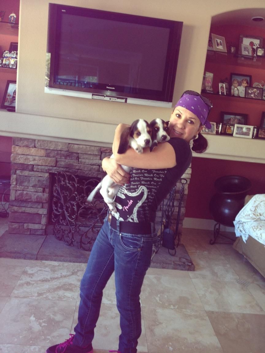 Two dogs of one of my clients!