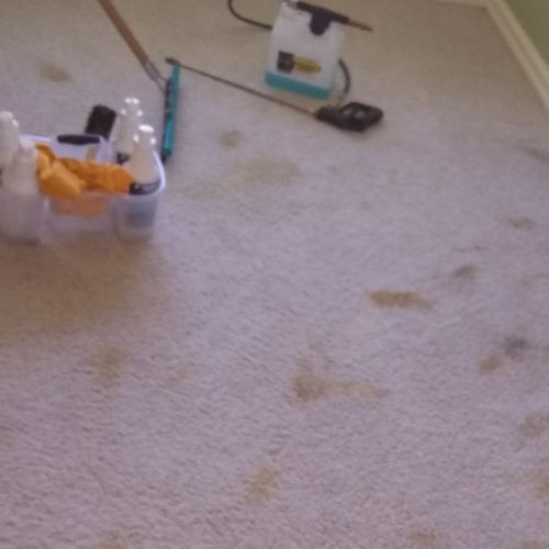 this room a cat had thrown up in before and after 
