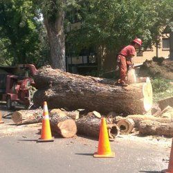 Us cutting logs on a maple tree in Denver.