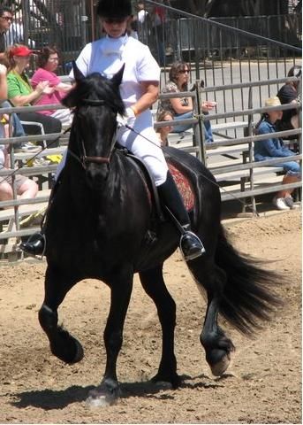 Horse Expo demonstration ride