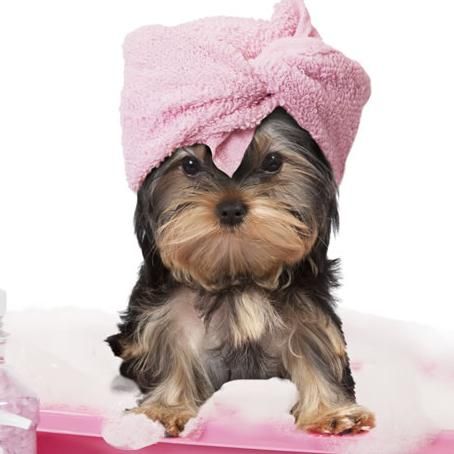 Mobile Dog Grooming of Simi Valley Thousand Oaks