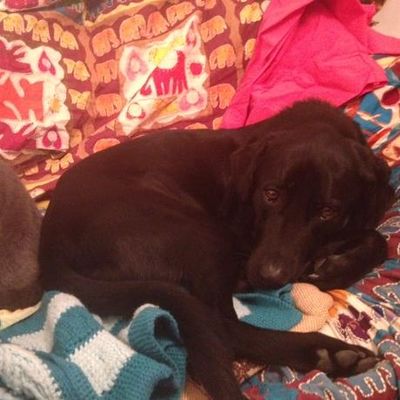 Avatar for Pup Runners (and Walkers)/Cat Lovers