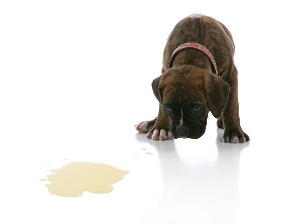 Positive Reinforcement Puppy and Dog Training That
