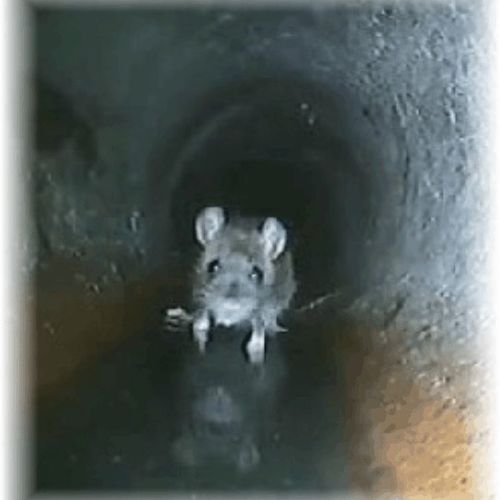 Mouse in drain line.