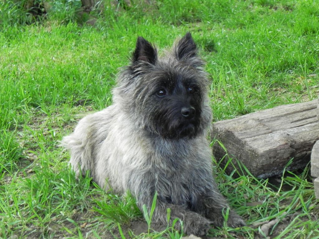 Dezi alert for squirrels
