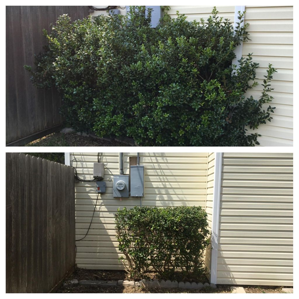 We can remove those pesky bushes!