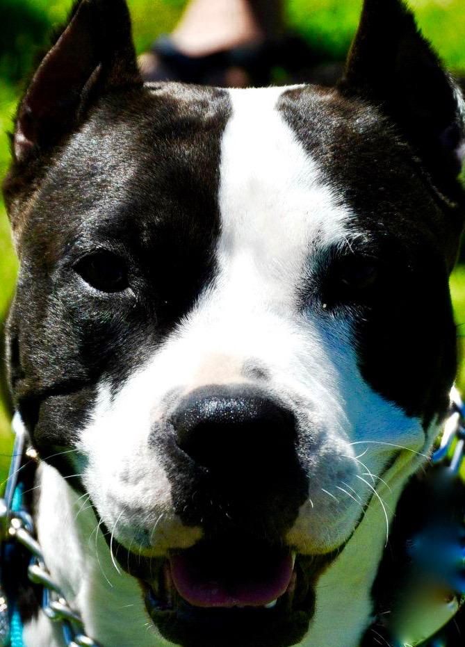 Working to have your dog wait for the next command