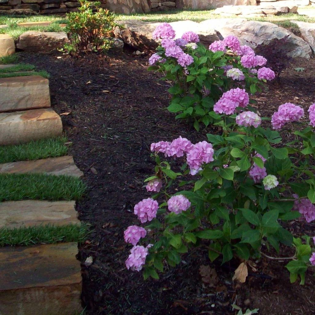 Diamond Landscaping and Lawn Care LLC