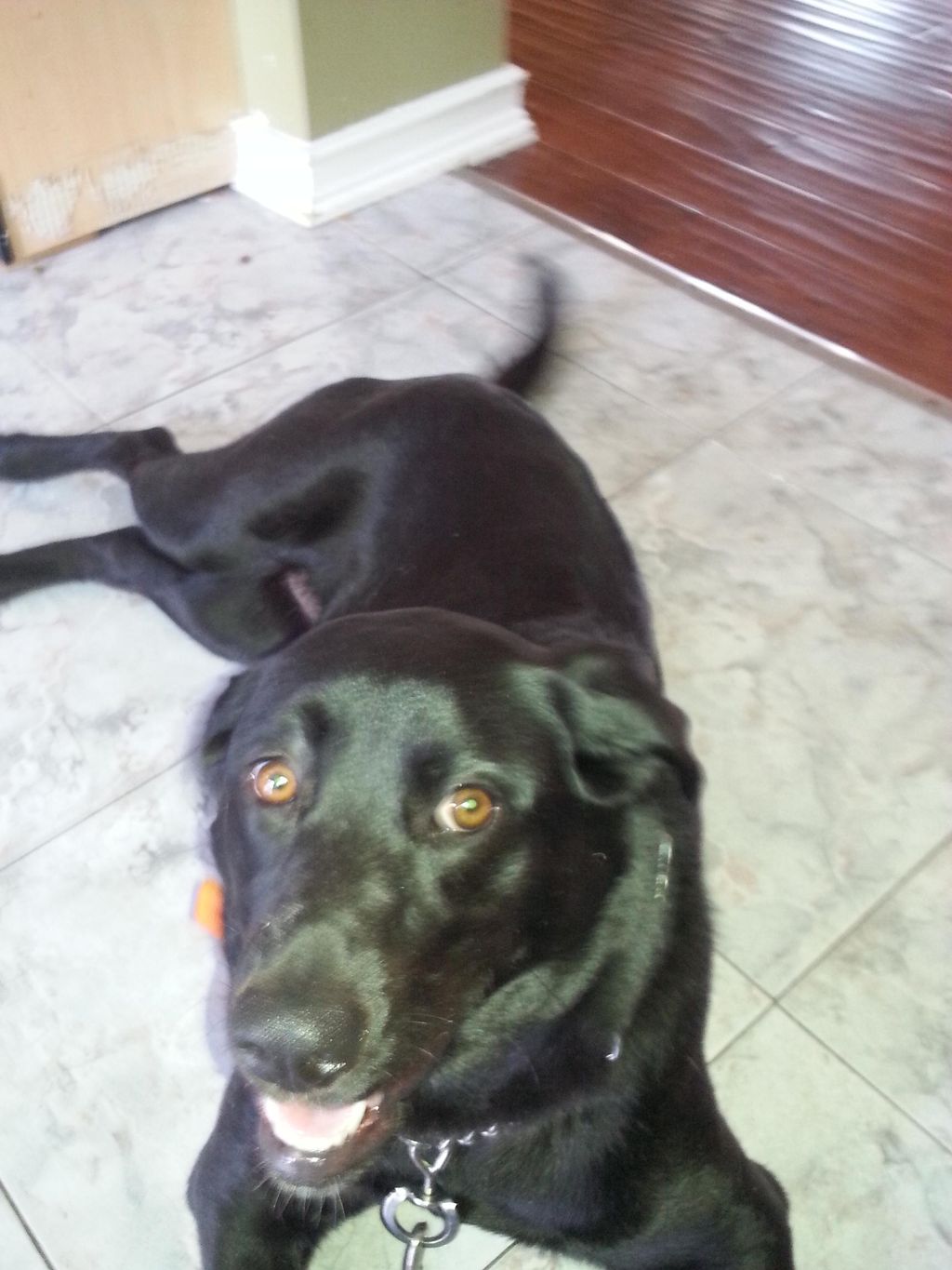 This is LUNA, the black Labrador that was jumping 