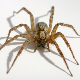 SafeGuard Pest Control