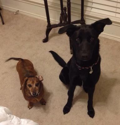 Rocky and Nico