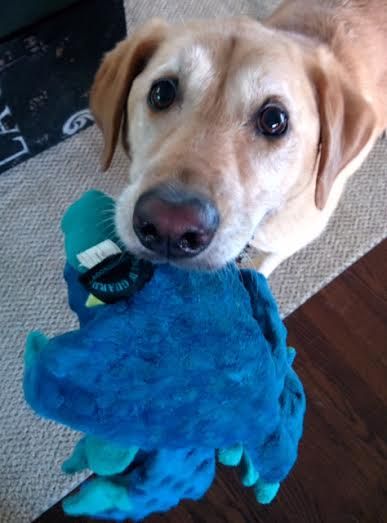 Maggie loves to play and take nice walks  She is s