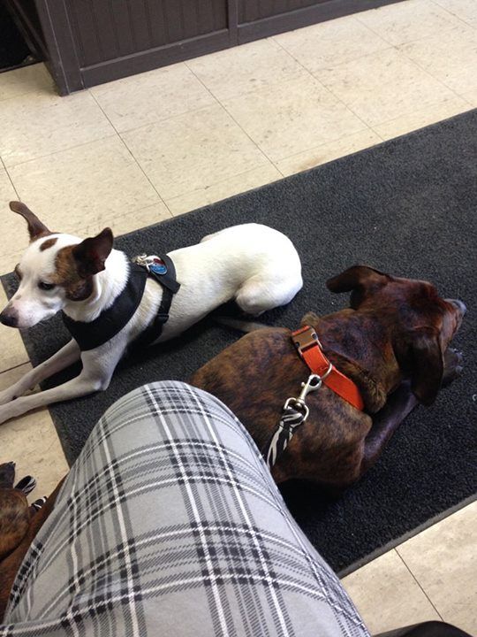 Why train your dogs? Because you never know when y
