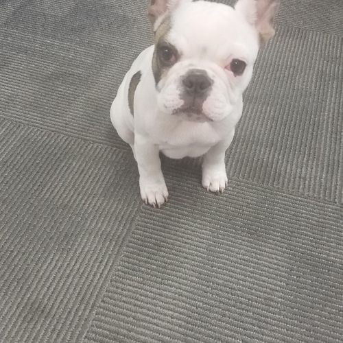 This is Squishy, our precious gym Frenchie 
