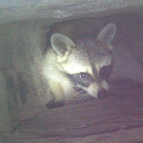 Raccoon in the chimney?