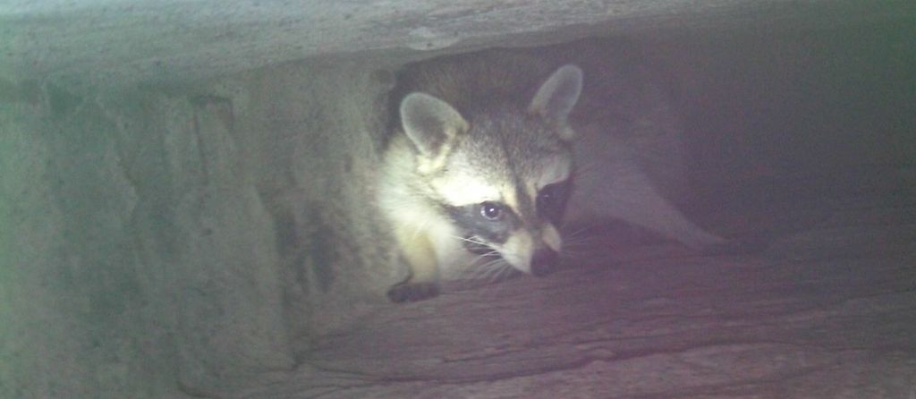 Raccoon in the chimney?