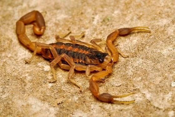 •Scorpion