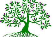 Olive Tree Bookkeeping and Tax